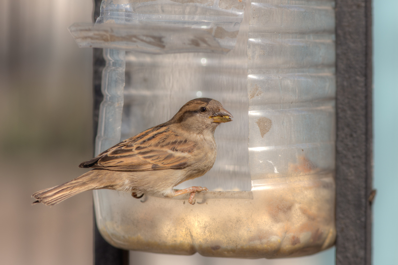 rubbish removal rubbish disposal